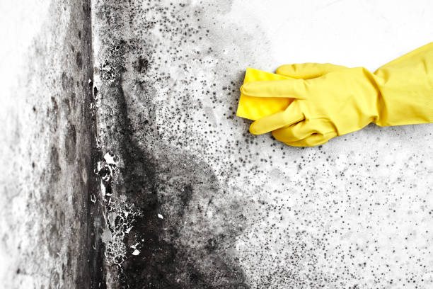 Professional Mold Removal in North River Shores, FL