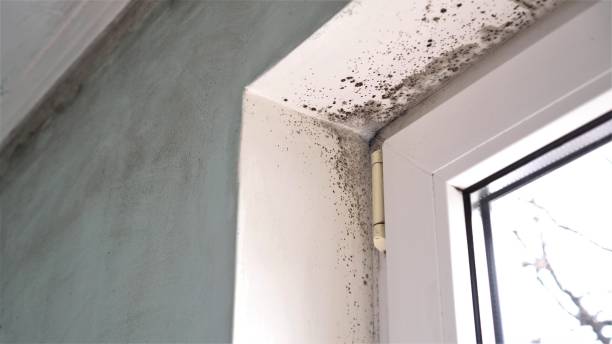 Best Mold Testing  in North River Shores, FL