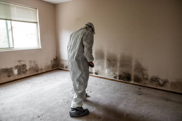 Best Mold Damage Repair  in North River Shores, FL